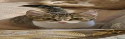 Altre razze gatti in regalo: Gattini (2 ♀ 1 ♂) - Annuncio 6