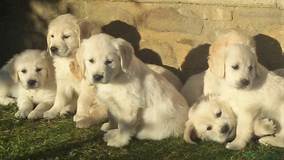 Golden Retriever cani in vendita: CUCCIOLI GOLDEN RETRIEVER - Annuncio 2