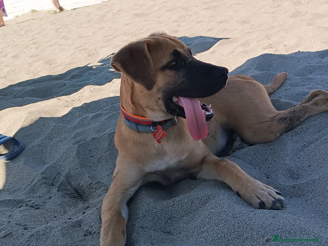 Meticcio cani in regalo: Cerco famiglia per questo adorabile cucciolo - Immagine 8