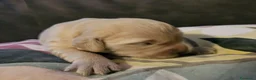 Golden Retriever cani in vendita: Cucciole Golden Retriever  - Annuncio 4