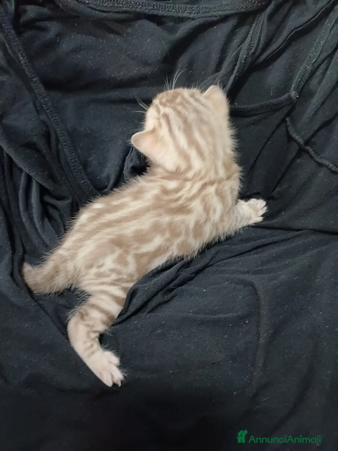 Bengala gatti in vendita: Gatto del bengala  - Annuncio 7