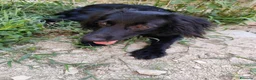 Meticcio cani in regalo: KEYLI cucciola taglia medio piccola - Annuncio 3