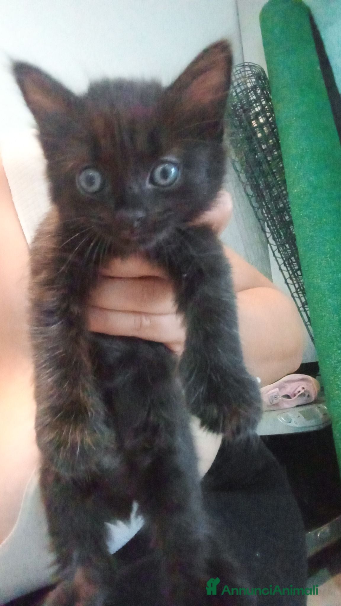 Meticcio gatti Regalo gatto - Annuncio 1