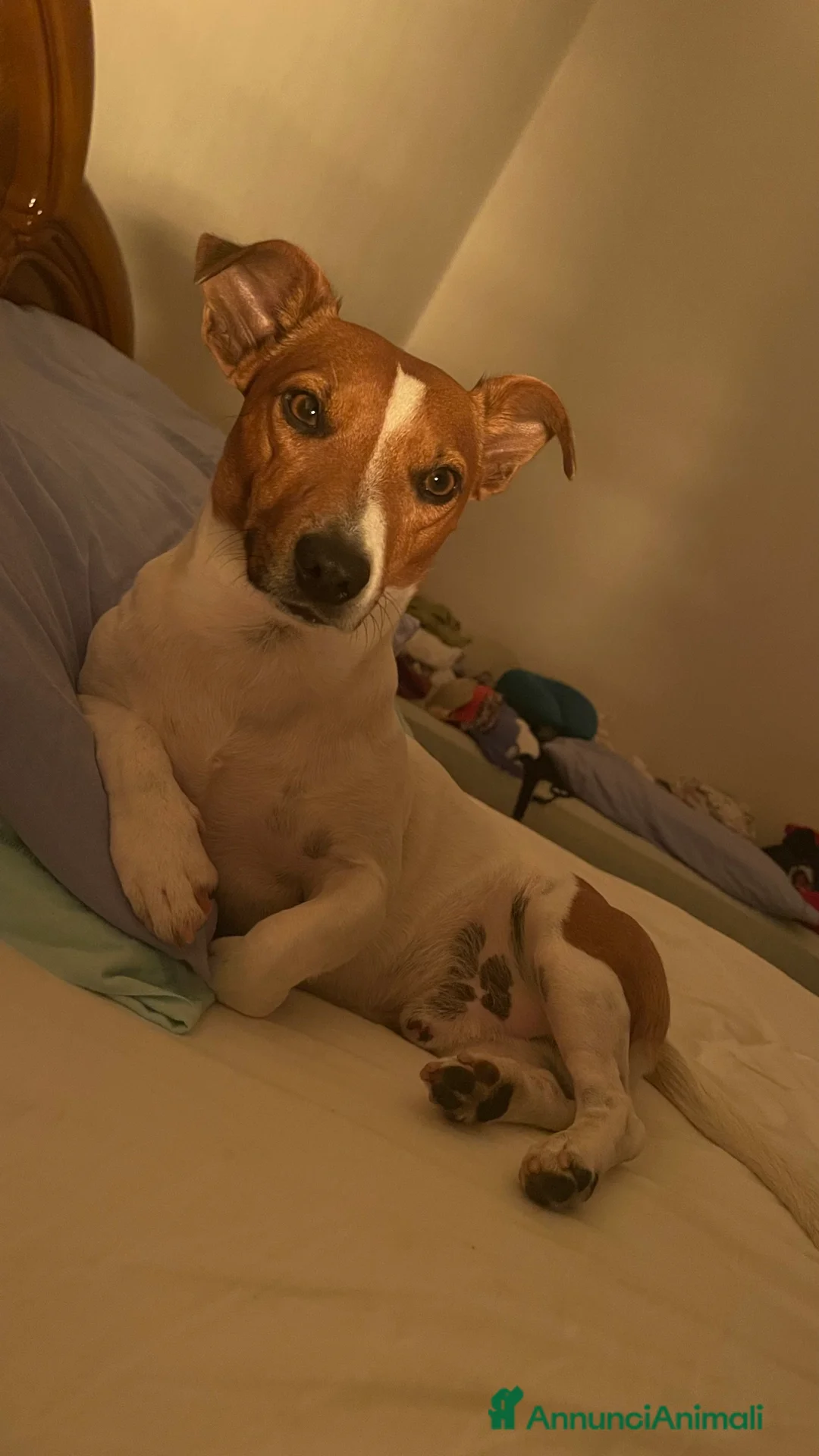 Jack Russell cani per accoppiamento: Cerco femmina jack per accoppiamento  a Città metropolitana di Roma Capitale - Annuncio 2