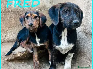 Meticcio cani FRED e SAM simil bassottini - Annuncio 40