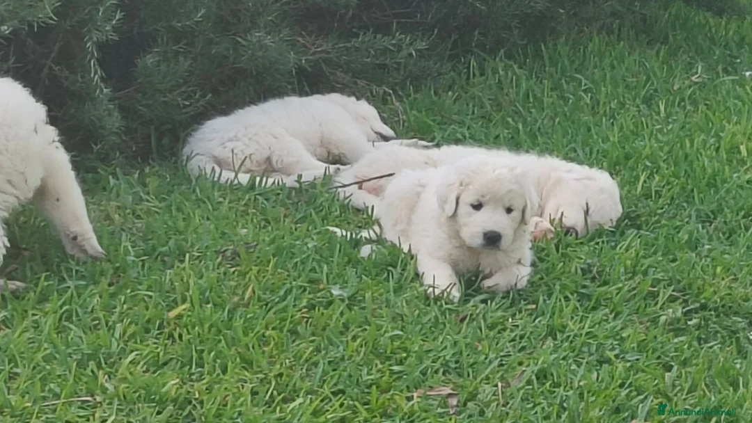 Pastore Abbruzzese Maremmano cani in vendita: Pastore maremmano abruzzese  a Città metropolitana di Catania - Annuncio 7