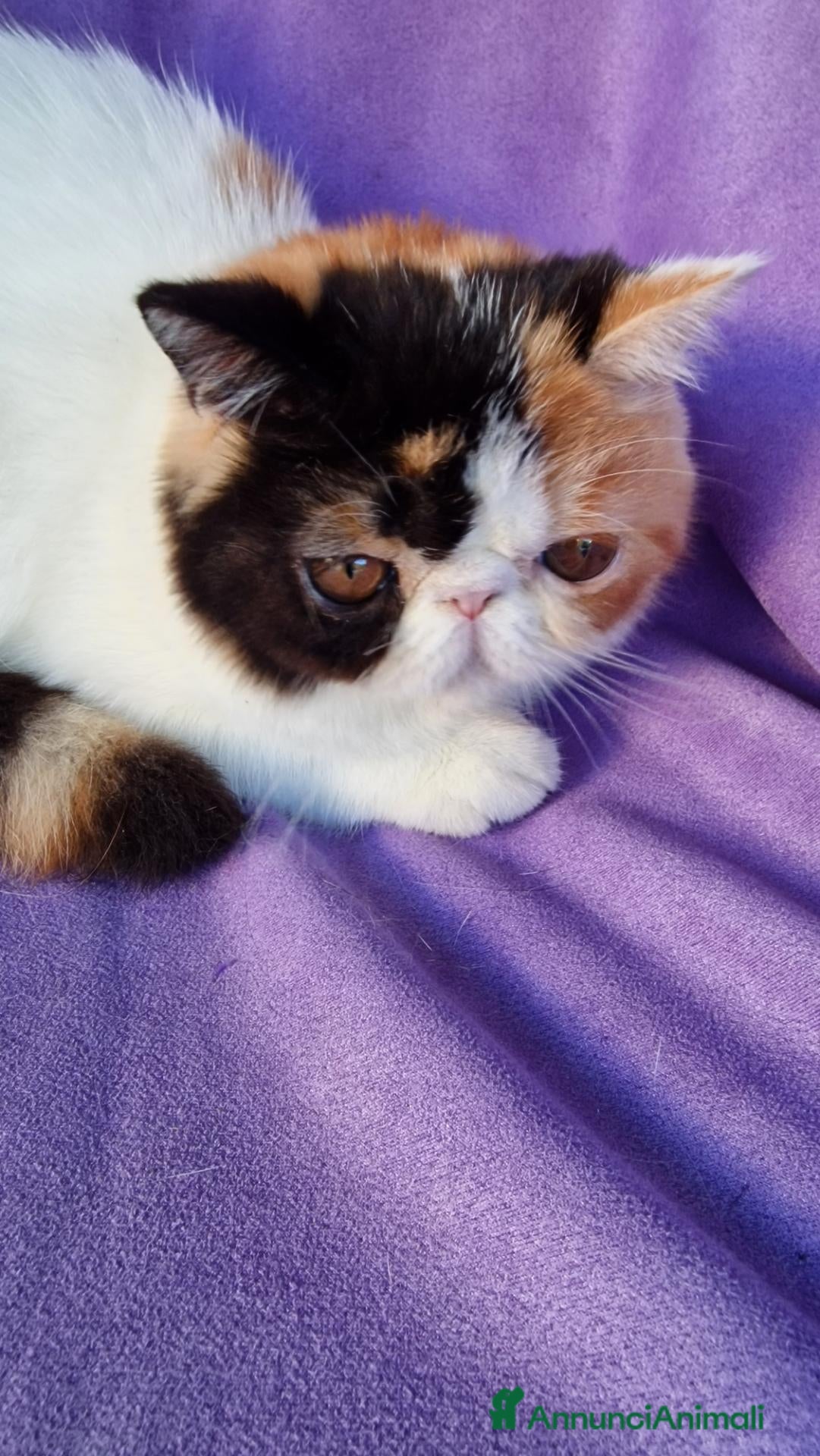 Exotic Shorthair gatti Cucciola femmina exotic shorthair - Annuncio 15