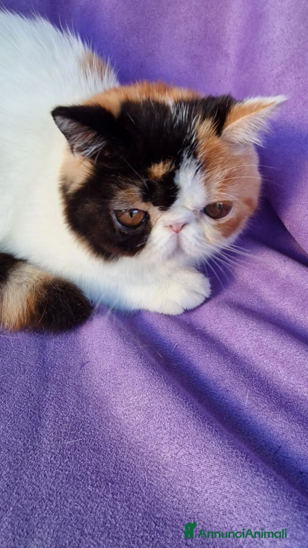 Exotic Shorthair gatti in vendita: Cucciola femmina exotic shorthair - Annuncio 1
