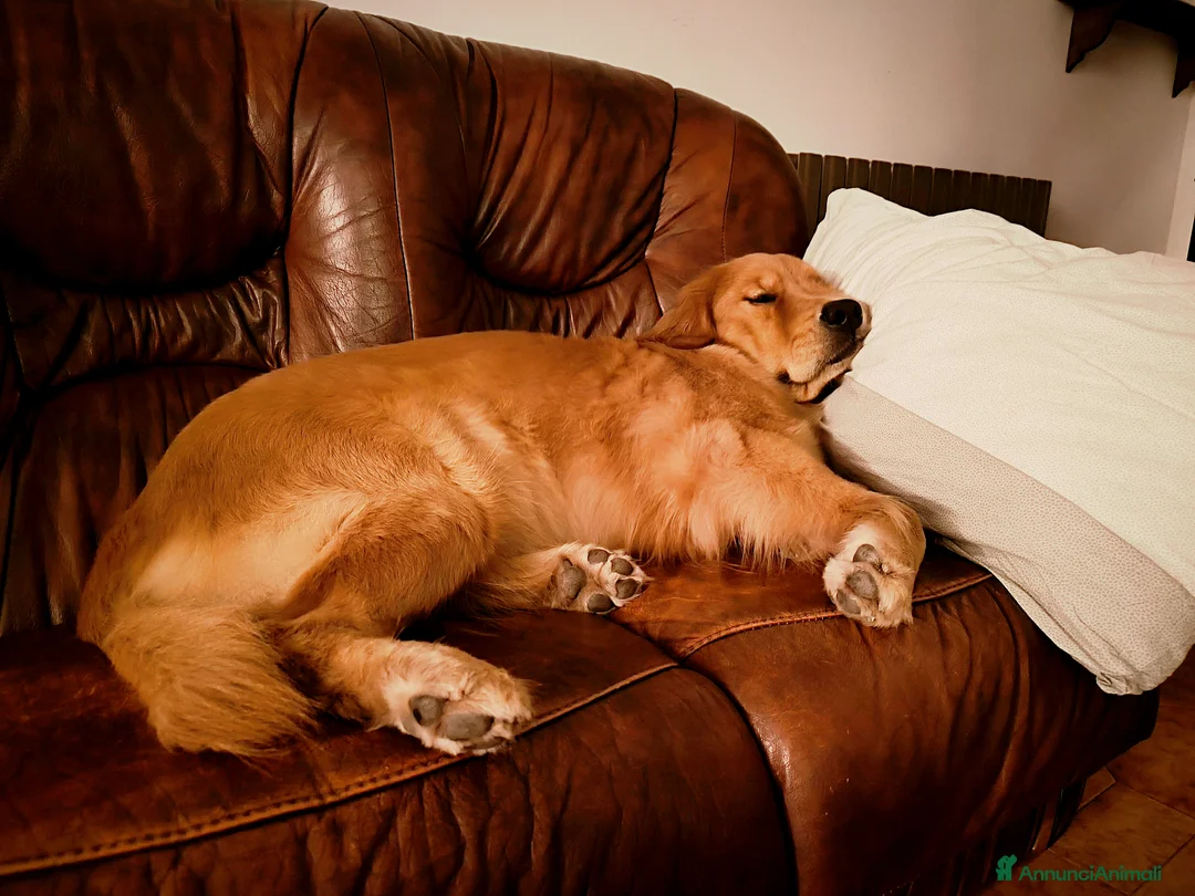 Golden Retriever cani in vendita: Cuccioli Golden Retriever americani 100% a Provincia di Terni - Annuncio 2