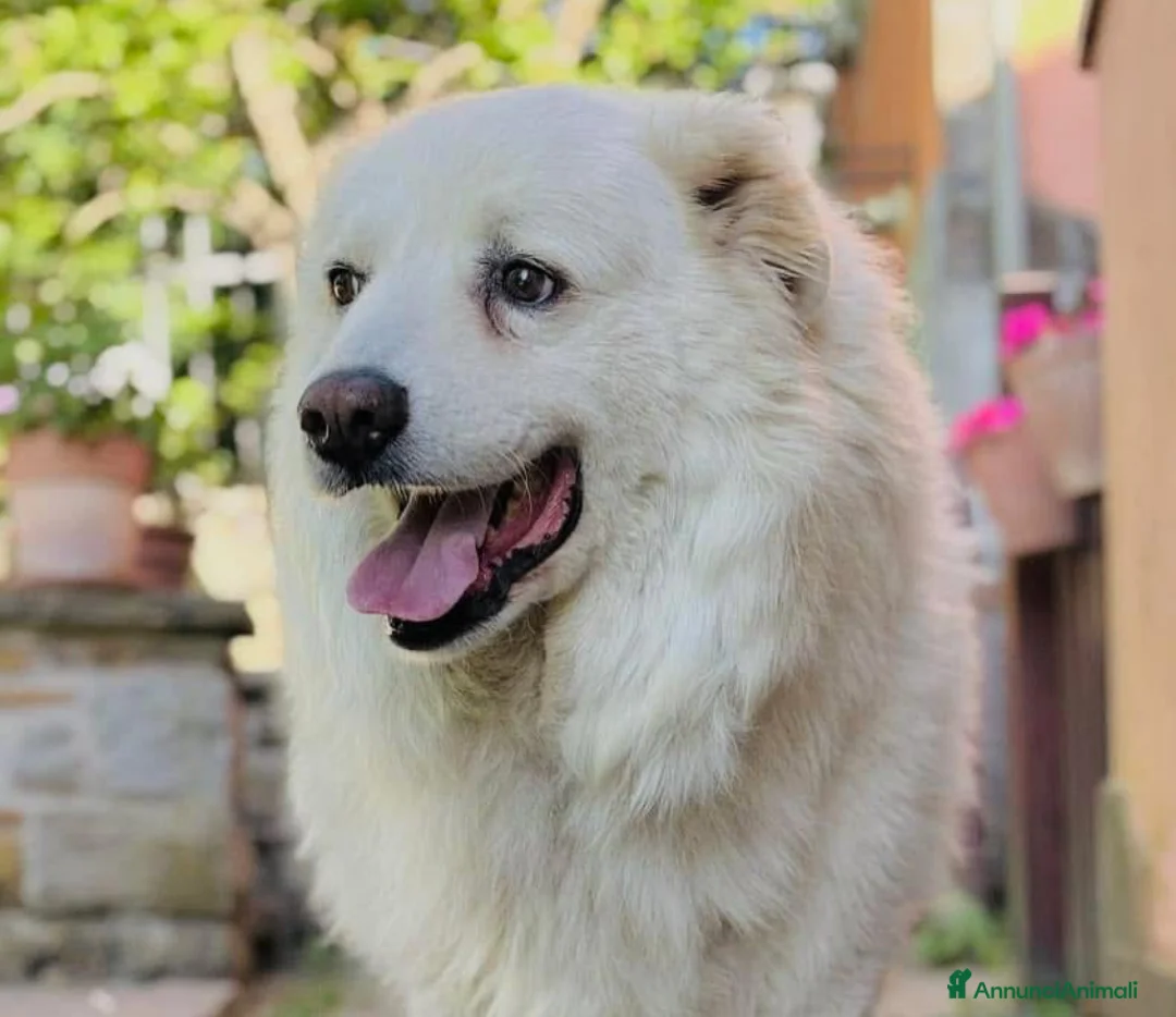 Pastore Maremmano cani in regalo: Buonissimo maremmano sterilizzato  - Annuncio 1