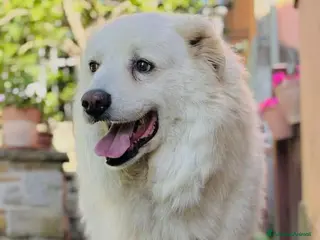 Pastore Maremmano cani Buonissimo maremmano sterilizzato - Annuncio 8