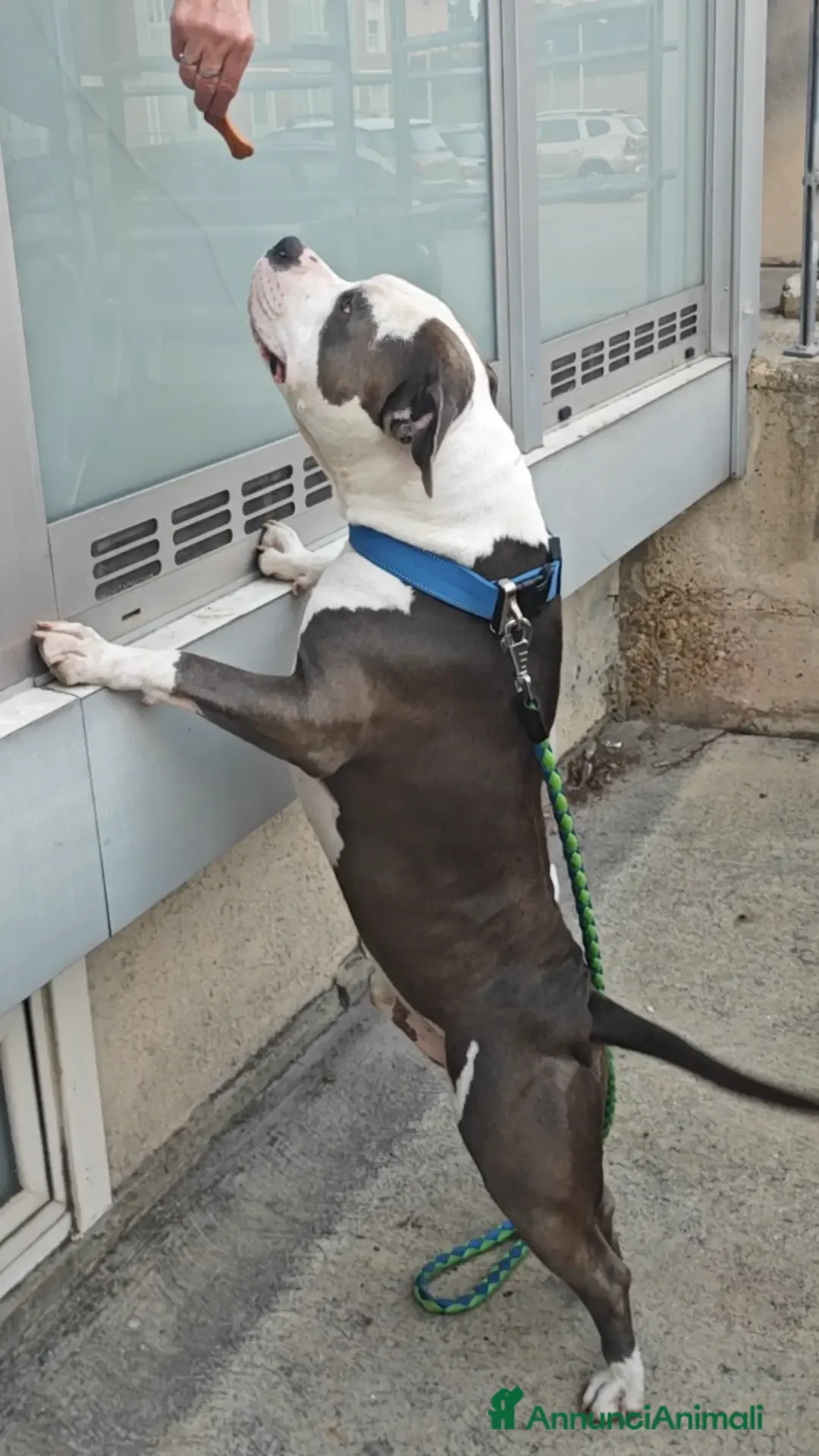 Pitbull cani per accoppiamento: Monta - Annuncio 5