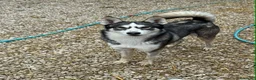 Meticcio cani in regalo: BALTO, cucciolone MIX HUSKY simpaticissimo - Annuncio 6