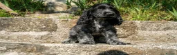 Cocker cani in vendita: Asher cucciolo di cocker spaniel inglese  - Annuncio 5