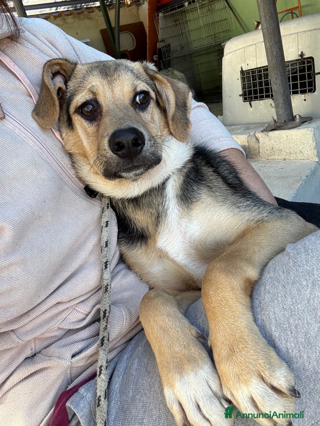 Meticcio cani in regalo: Mocaccino cucciolo taglia media in canile  - Annuncio 3