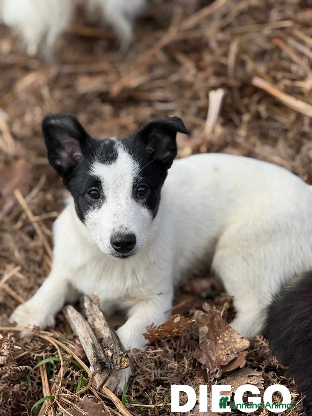 Meticcio cani in regalo: DIEGO, Border Collie in miniatura! Zampacorta - Annuncio 2