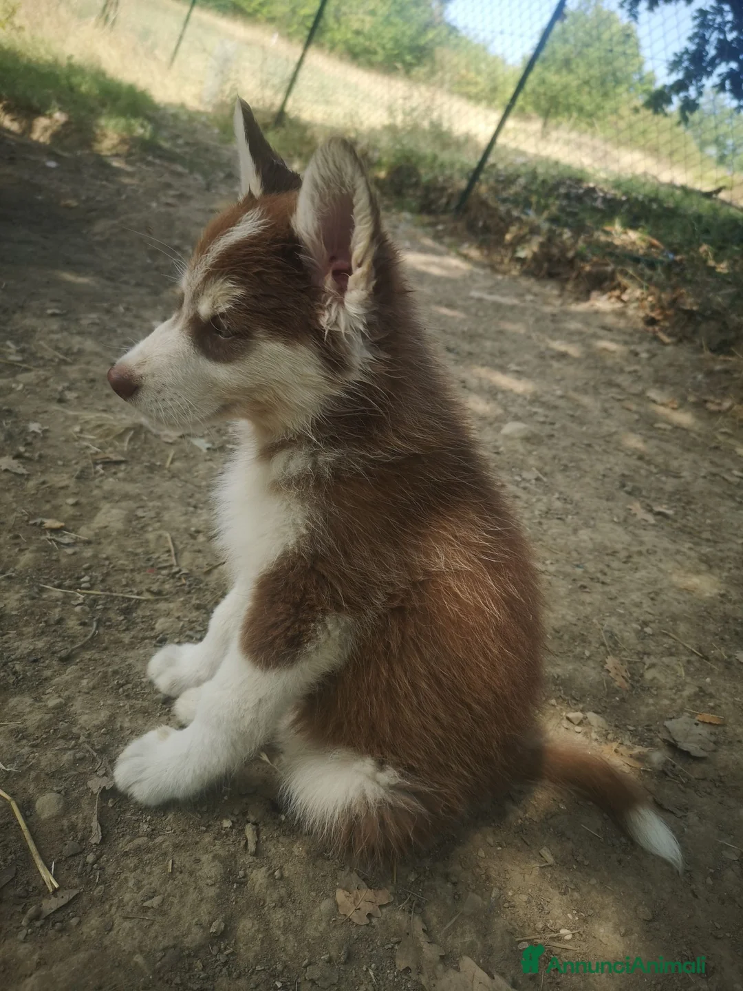 Husky cani in vendita: Husky a Provincia di Perugia - Annuncio 4