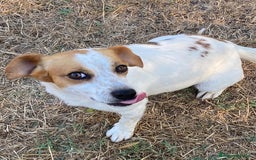 Jack Russell cani in regalo: Masha incrocio jack russell 2 anni cerca adozione - Immagine 4