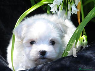 Maltese cani Maltese Toy Cucciolo Trequartidiluna - Annuncio 15