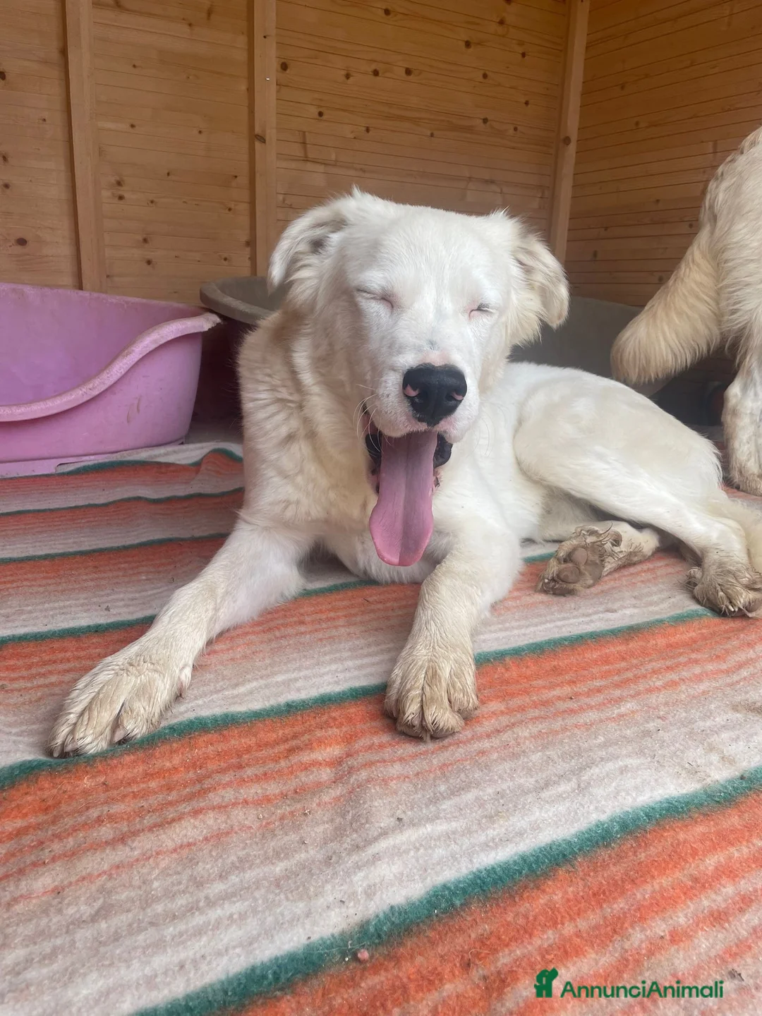 Meticcio cani in regalo: DUE MORBIDI E DOLCI FRATELLINI - Annuncio 10