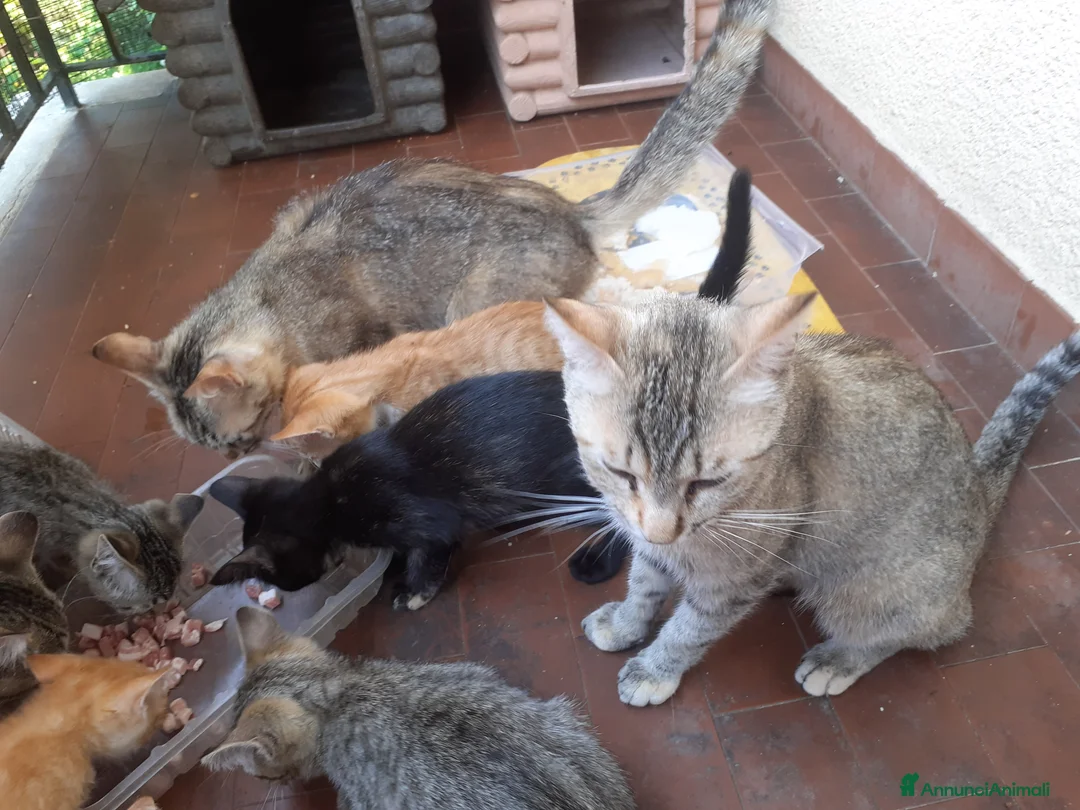 Meticcio gatti in regalo: REGALASI GATTINI - Annuncio 2