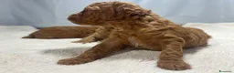 Barboncino Toy cani in vendita: Cuccioli barboncino toy rosso - Annuncio 19