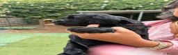 Meticcio cani in vendita: Cuccioli di Goldendoodle  - Annuncio 7