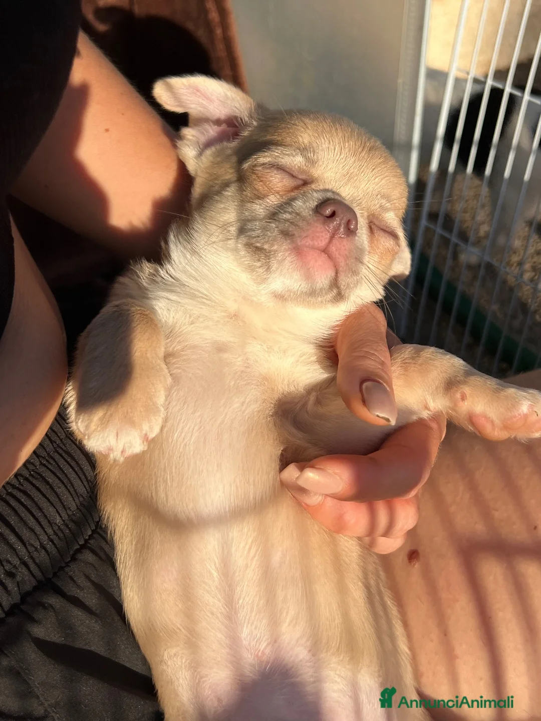 Chihuahua cani in vendita: Cuccioli chihuahua  - Annuncio 8