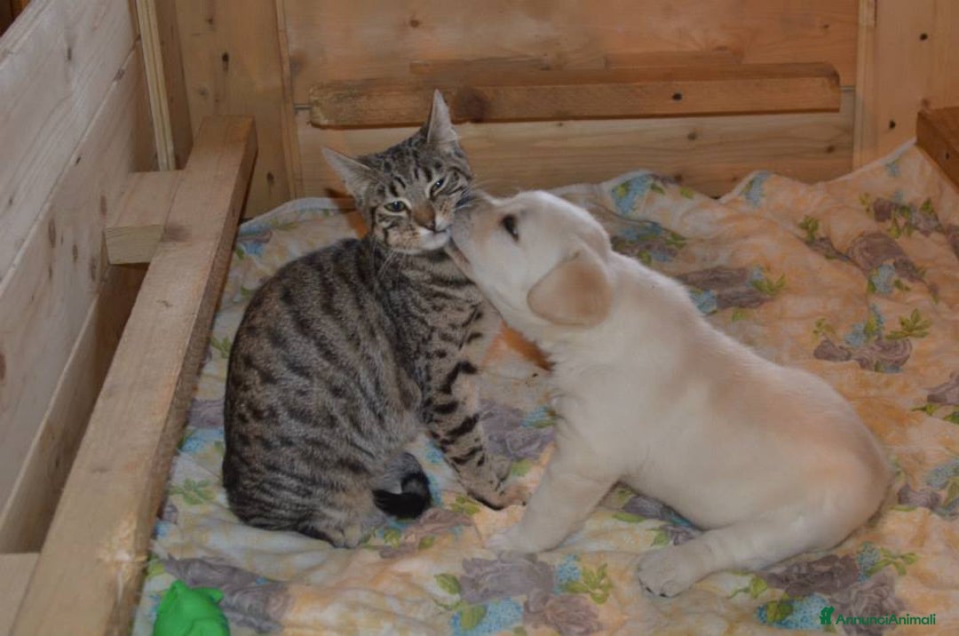 Labrador cani in vendita: Cuccioli Labrador disponibili a Modena | Cucciolo - Immagine 3