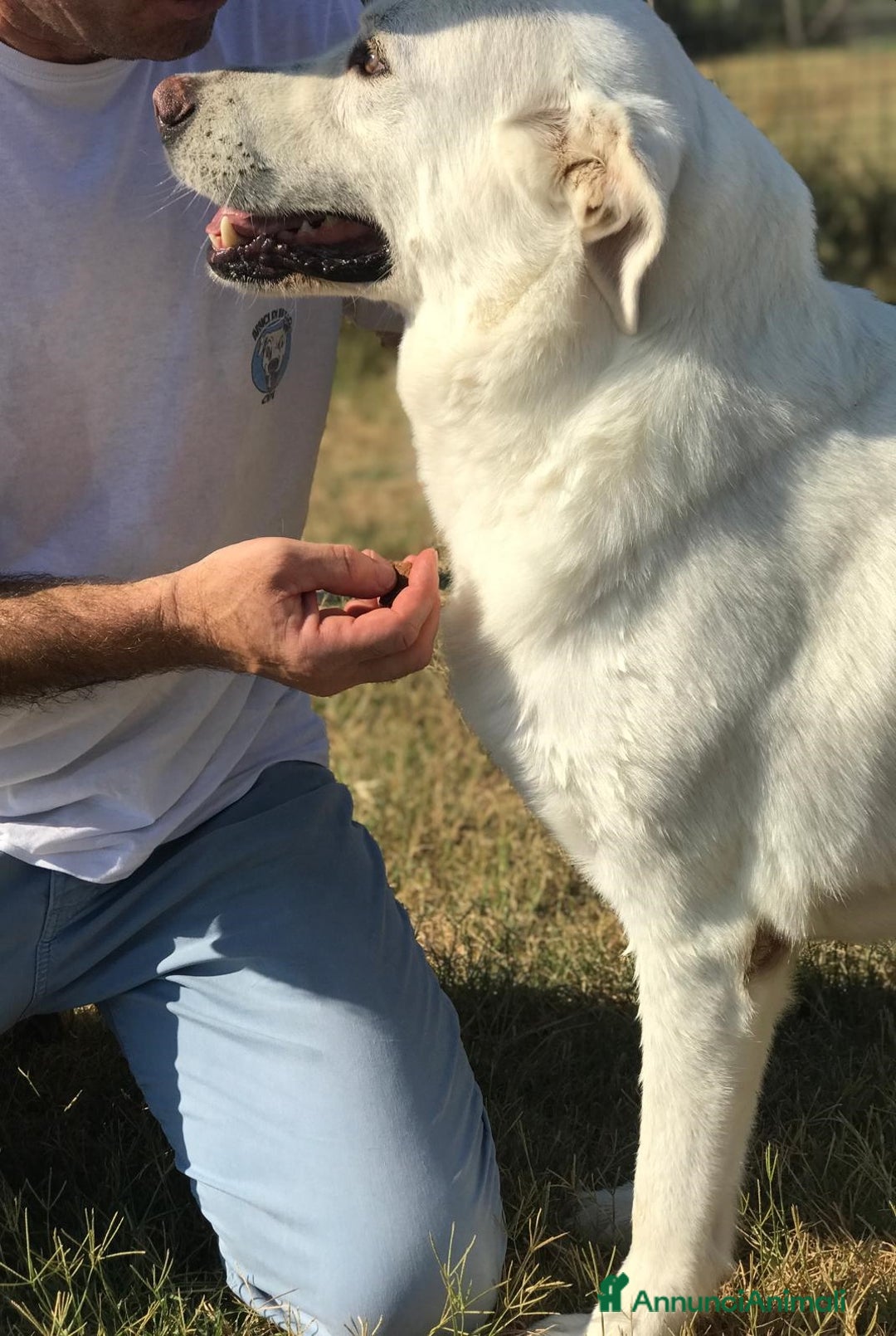 Meticcio cani in regalo: Commodo il cane giusto per la pet therapy a Provincia di Latina - Annuncio 6