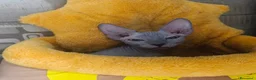 Sphynx gatti in vendita: Gattino  Canadian Sphynx (Maschietto) - Annuncio 3
