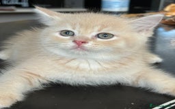 Scottish gatti in vendita: Gattini Scottish Straight  a Provincia di Modena - Immagine 12