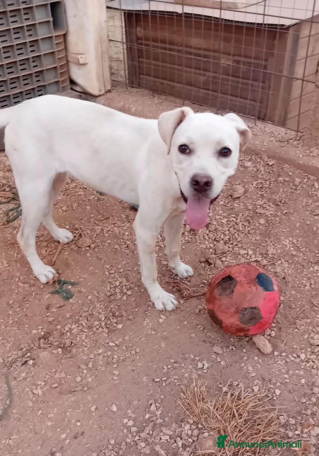 Meticcio cani greta  - Annuncio 6