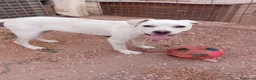 Meticcio cani in regalo: greta  - Annuncio 1