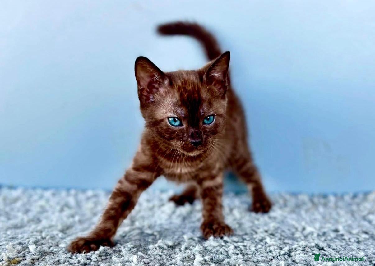 Bengala gatti Bellissimi cuccioli di bengala  - Annuncio 3