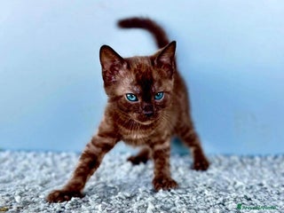 Bengala gatti Bellissimi cuccioli di bengala - Annuncio 3