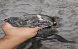 Bulldog Francese cani in vendita: Bulldog francese  a Città Metropolitana di Torino - Immagine 1