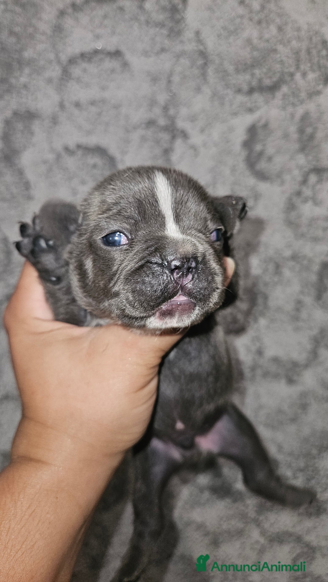 Bulldog Francese cani in vendita: Bulldog francese  a Città Metropolitana di Torino - Immagine 1