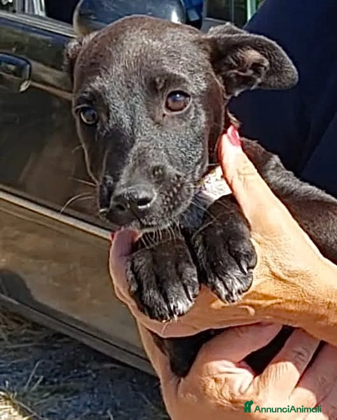 Meticcio cani in regalo: Ebony - Annuncio 5