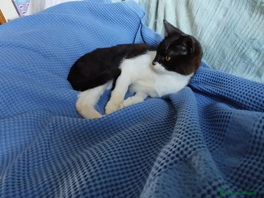 Altre razze gatti in regalo: Splendida lilly - Annuncio 5