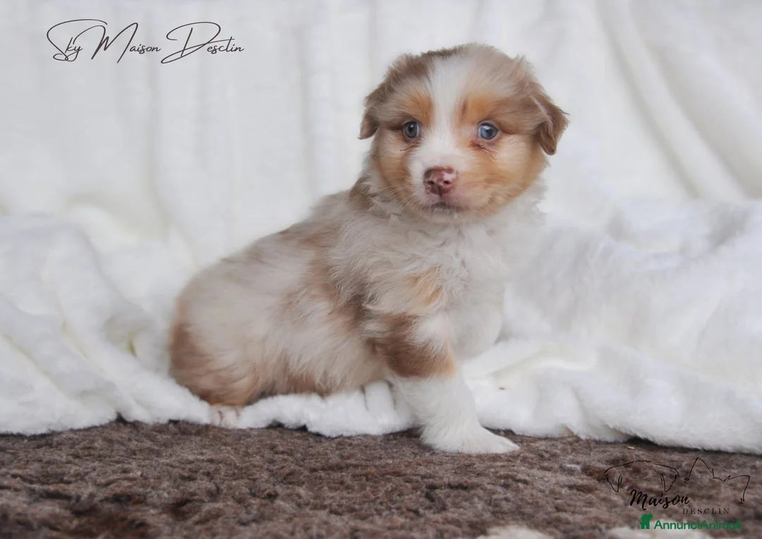 Australian Shepherd cani in vendita: Cuccioli Pastore Australiano  - Annuncio 1