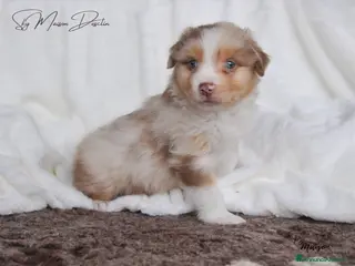 Australian Shepherd cani Cuccioli Pastore Australiano - Annuncio 1
