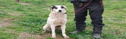 Meticcio cani in regalo: ARAMIS CERCA LA SUA FAMIGLIA PER LA VITA - Annuncio 3
