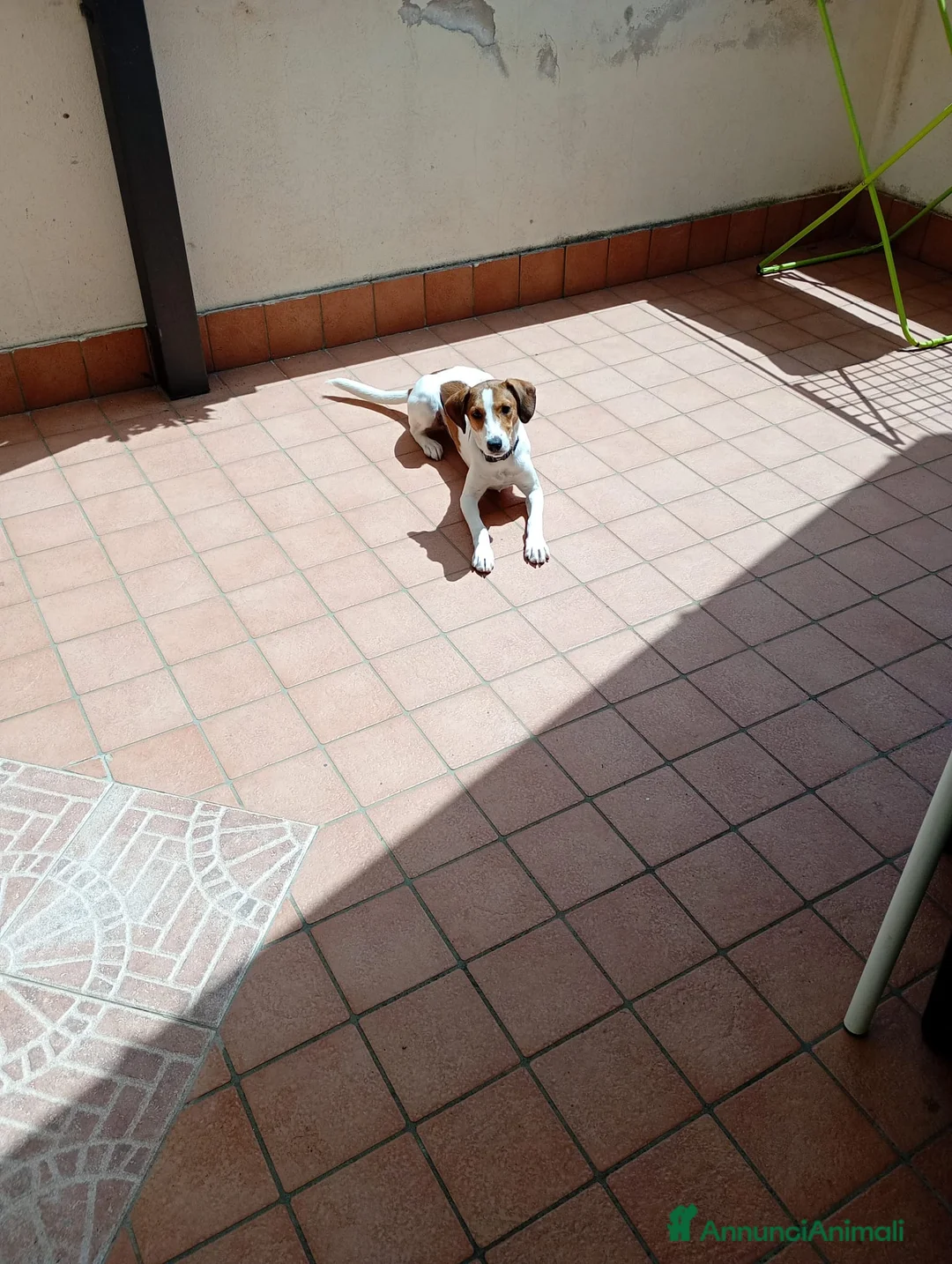 Meticcio cani in regalo: cagnolina - Annuncio 10