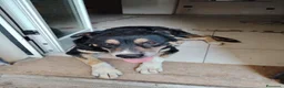 Meticcio cani in regalo: PERLA 10 anni a Provincia di Caserta - Annuncio 1