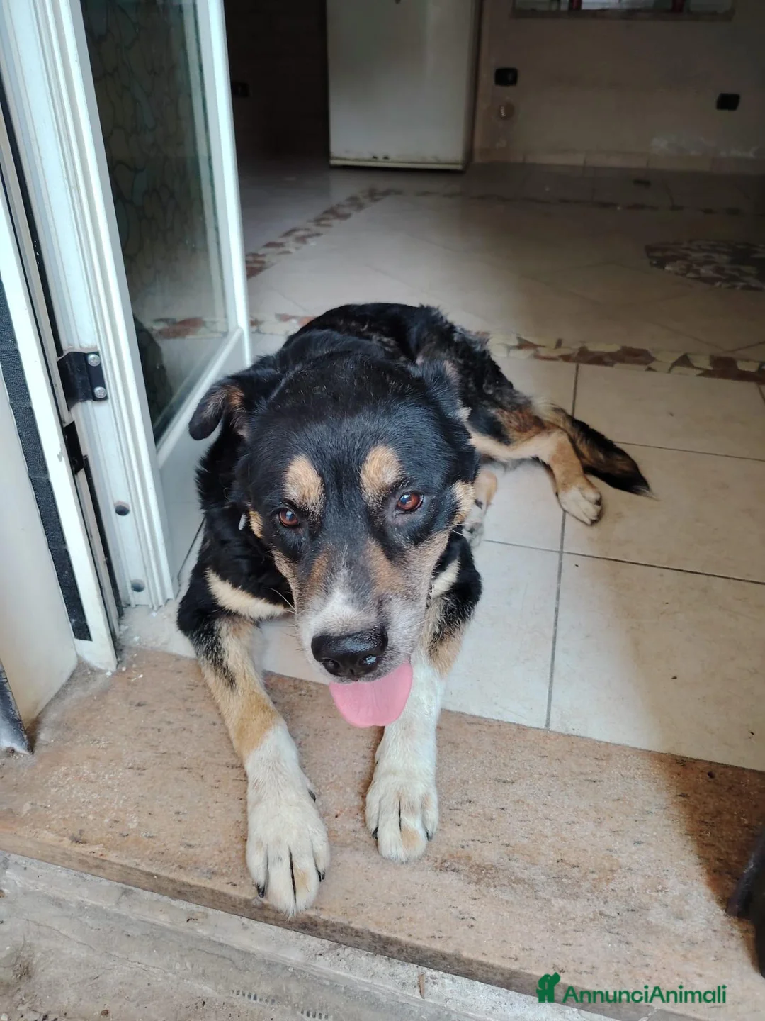 Meticcio cani in regalo: PERLA 10 anni a Provincia di Caserta - Annuncio 1