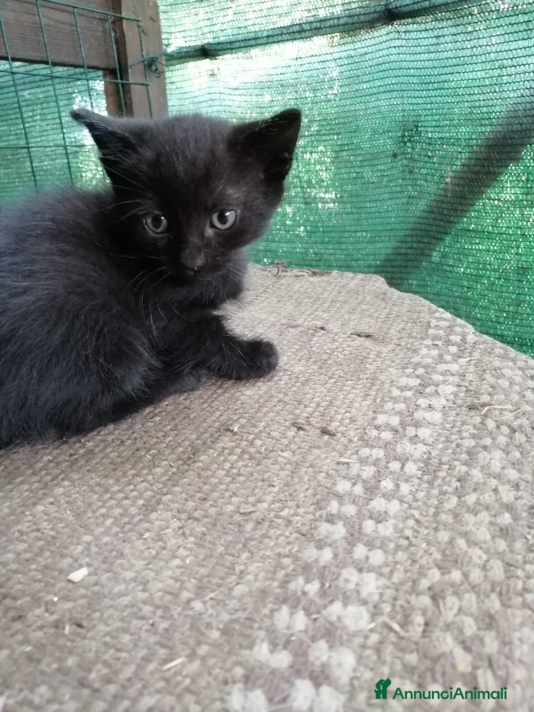 Europeo gatti in regalo: gattini cuccioli 2 mesi e mezzo🖤 - Immagine 7