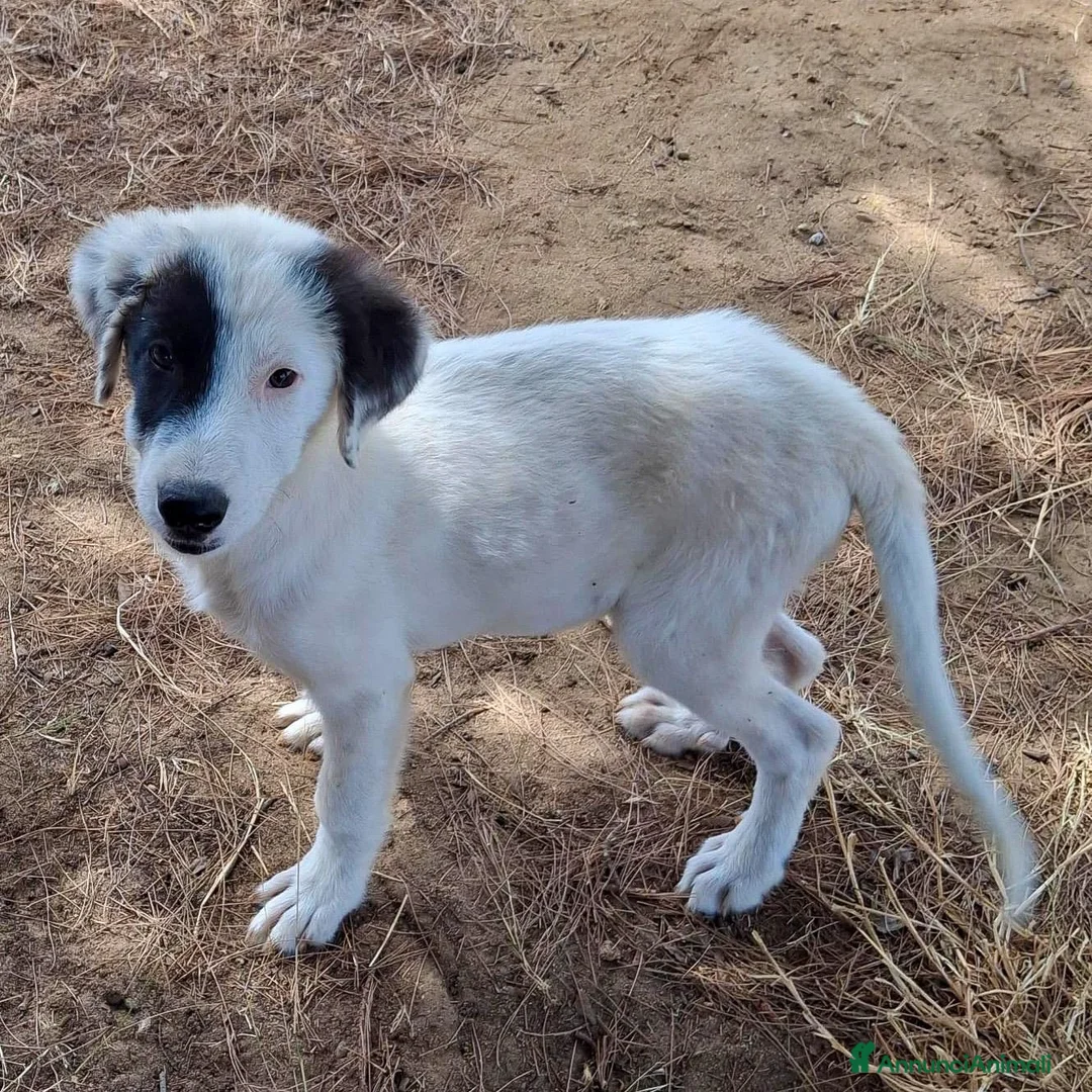 Meticcio cani in regalo: BRIE 🩷 CERCASI BRACCIA PER TANTE COCCOLE a Provincia di Prato - Annuncio 2