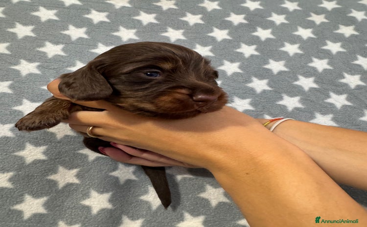 Bassotto cani a Città Metropolitana di Bologna - Annuncio 13