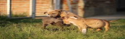 Pitbull cani in vendita: Cuccioli Pit Bull con Pedigree anche a rate  - Annuncio 31